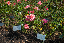 Roses in the memorial rose garden 