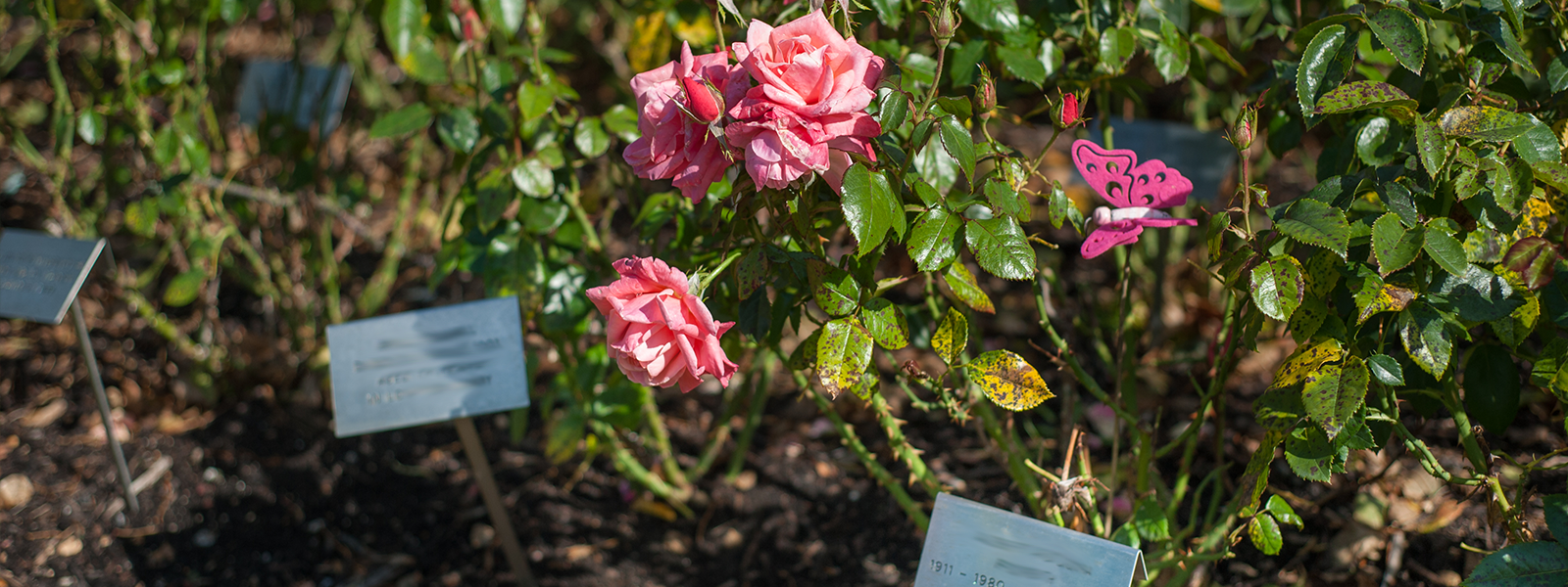 A rose plaque in our rose gardens