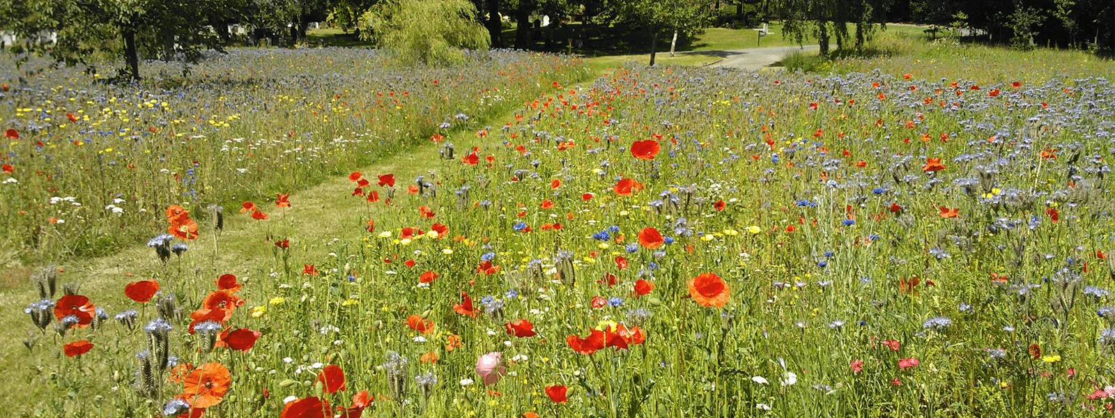 Wildflower Meadow