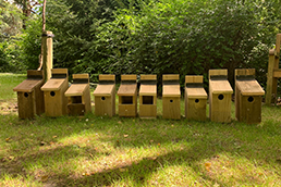 Bat Boxes at north cemetery