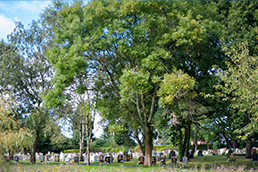 Graves at North cemetery