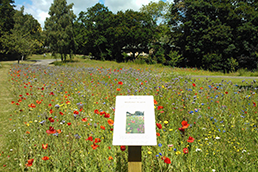 Wildflowers growing with interpretation sign